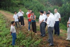 廣西南寧市副市長溫守榮對(duì)隆安縣中藥材種植情況展開調(diào)研